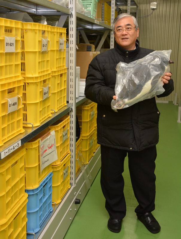 愛媛大生物環境試料バンクで南極のペンギンの冷凍試料を示す田辺信介さん＝松山市で2016年1月21日、松倉展人撮影
