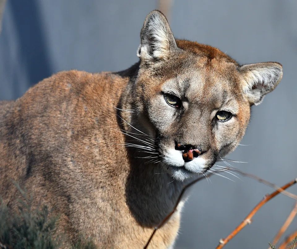 Authorities kill mountain lion after 11-year-old girl attacked at California home