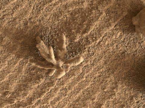 Du corail sur Mars ? Une étrange formation rocheuse photographiée par Curiosity