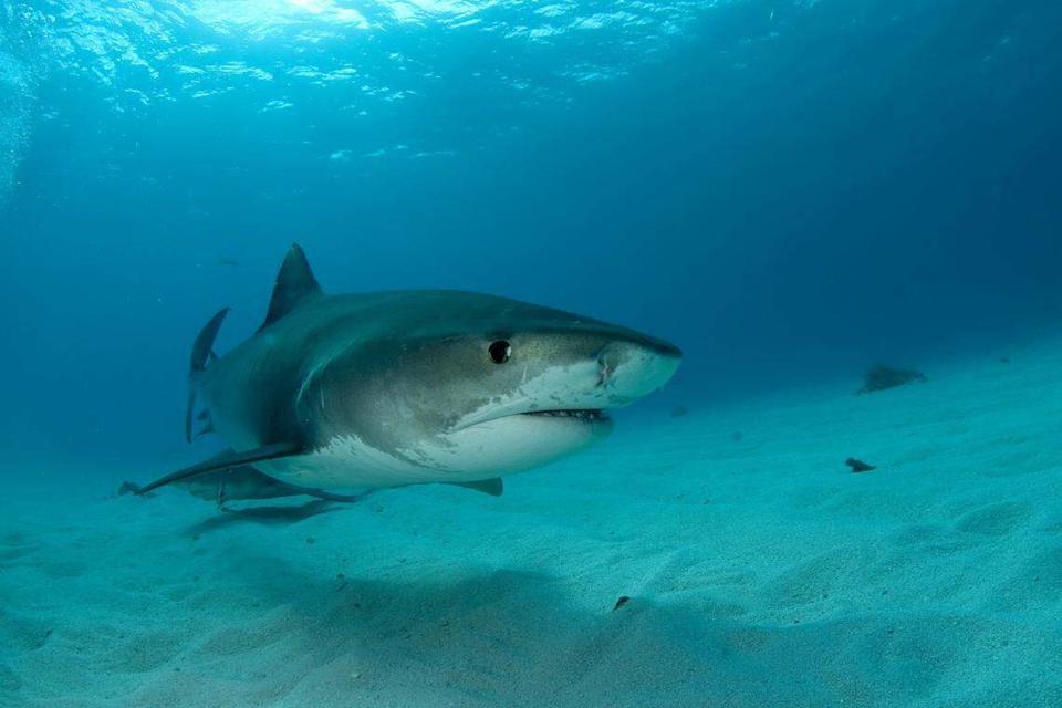 Científicos estudian la depredación de tiburones en el Golfo de México para determinar qué motiva los encuentros, si están aumentando y cómo los cambios ambientales y las prácticas pesqueras podrían influir.