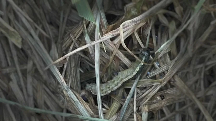 Armyworms destroying lawns across the Kansas City metro. Here’s how you can stop them