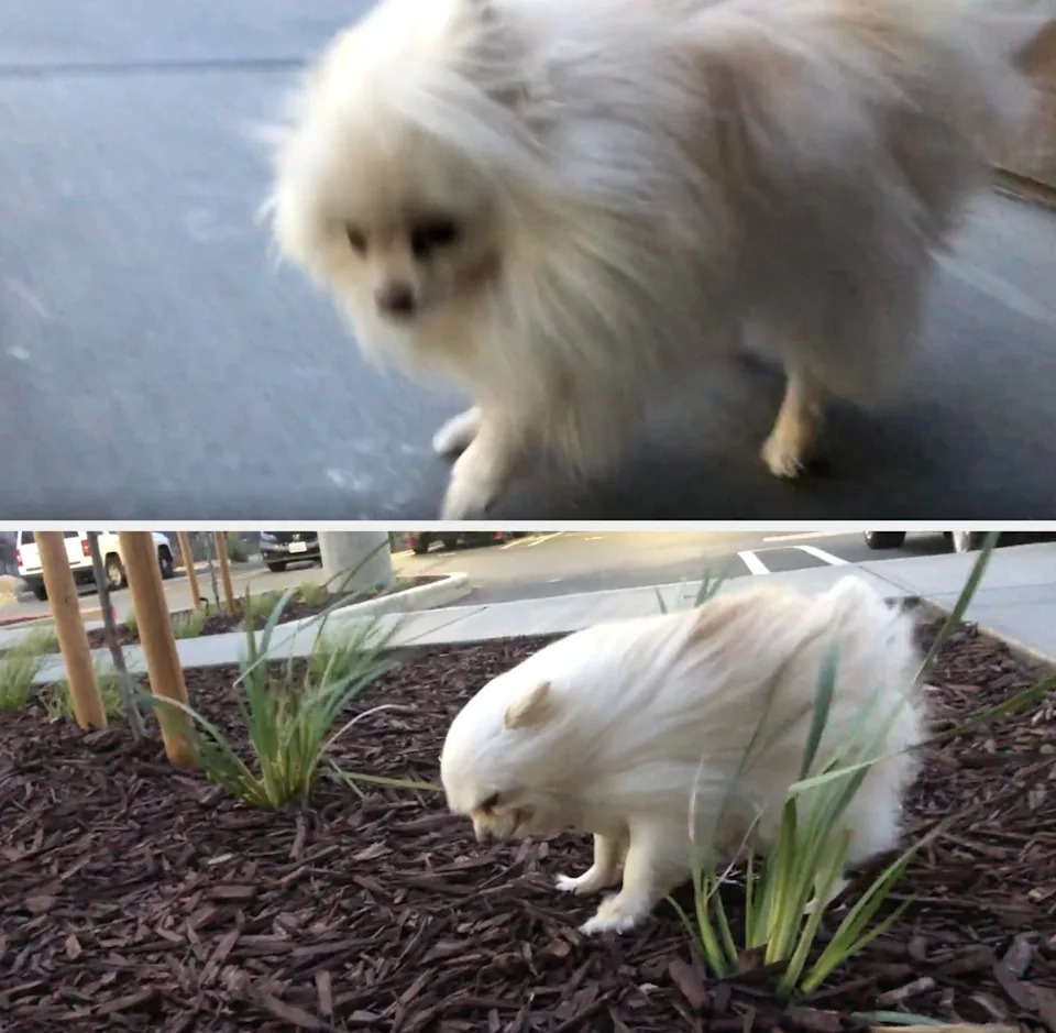 Fluffy dog walking on a sidewalk and sniffing plants in a garden bed
