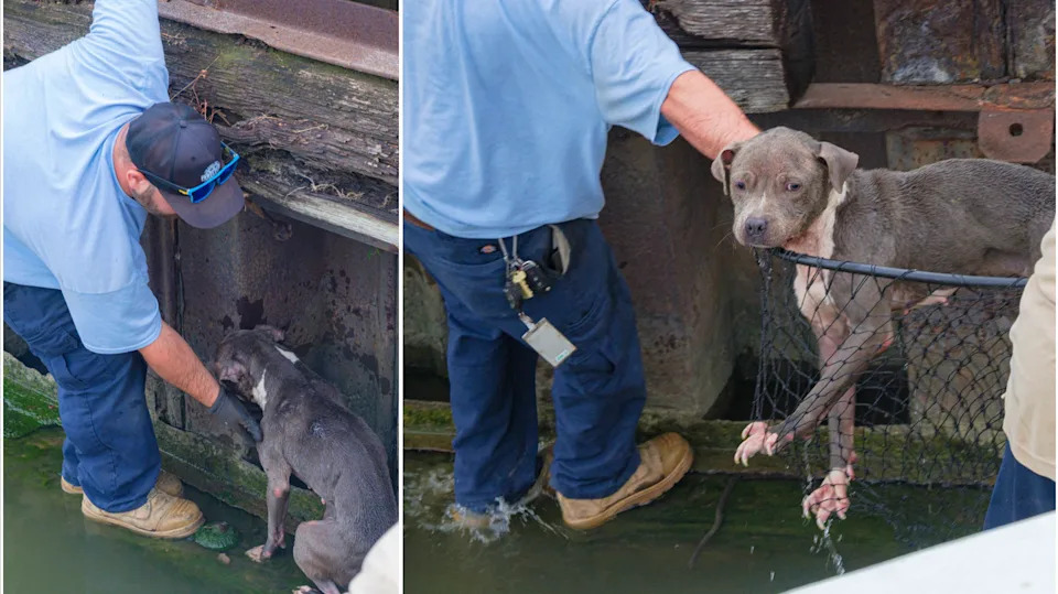 See it: Abandoned pup with tragic past rescued after being stranded for days on Ohio river