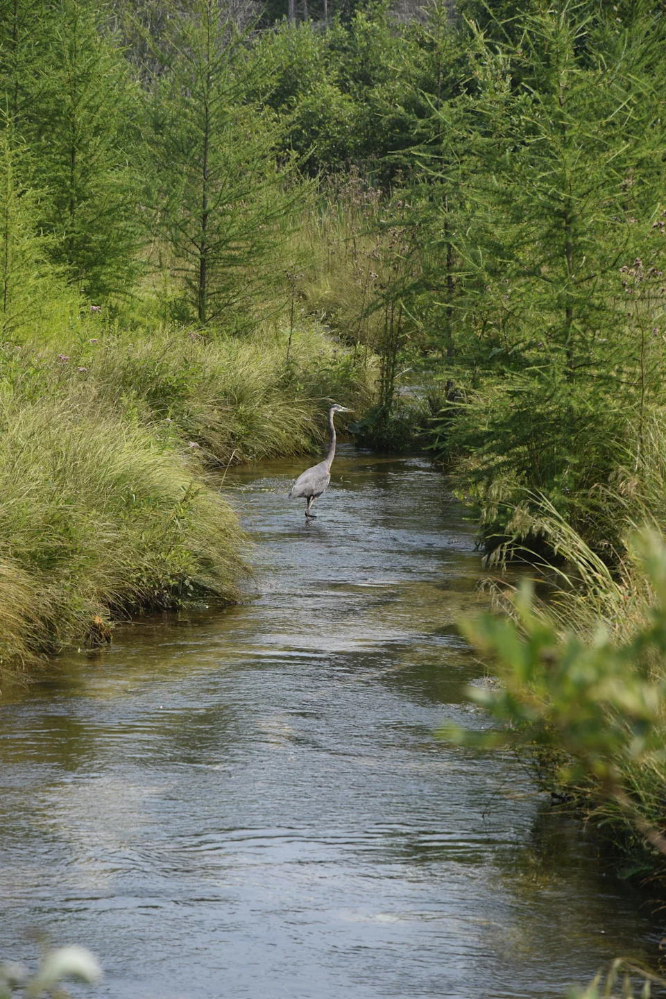 A great blue heron is seen in the Oden Creek on Thursday, July 31, 2025.