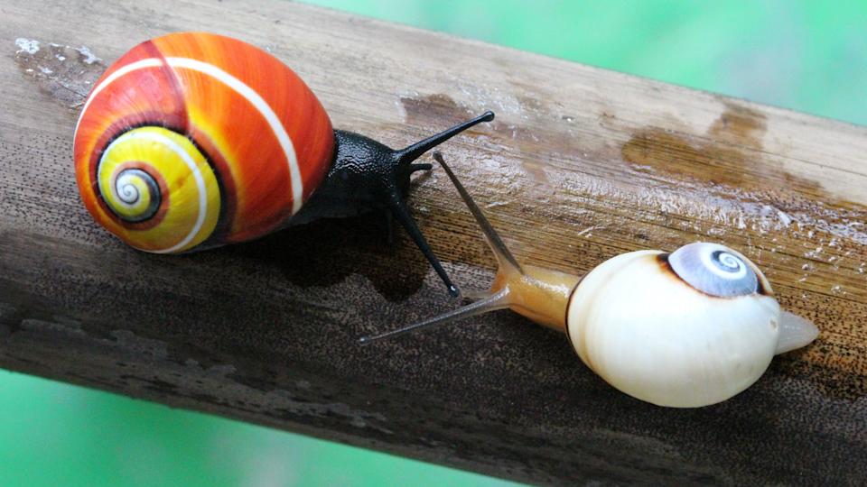 Dos caracoles Polymita, uno de rojo y amarillo vibrante y el otro blanco y azul, sobre una rama