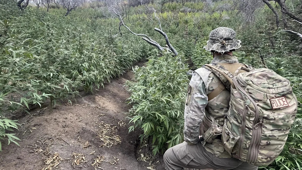 Over 2,000 illegal marijuana plants removed from California national park