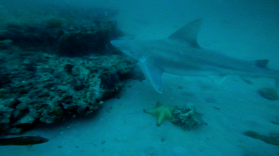 ¿Son los tiburones un serio problema en la Florida? Lo que dicen los expertos