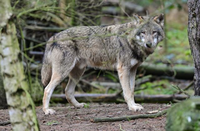 Photo: Patrick Pleul/dpa-Zentralbild/ZB (Photo by Patrick Pleul/picture alliance via Getty Images) Lobo ataca a un niño de 6 años y se lo lleva