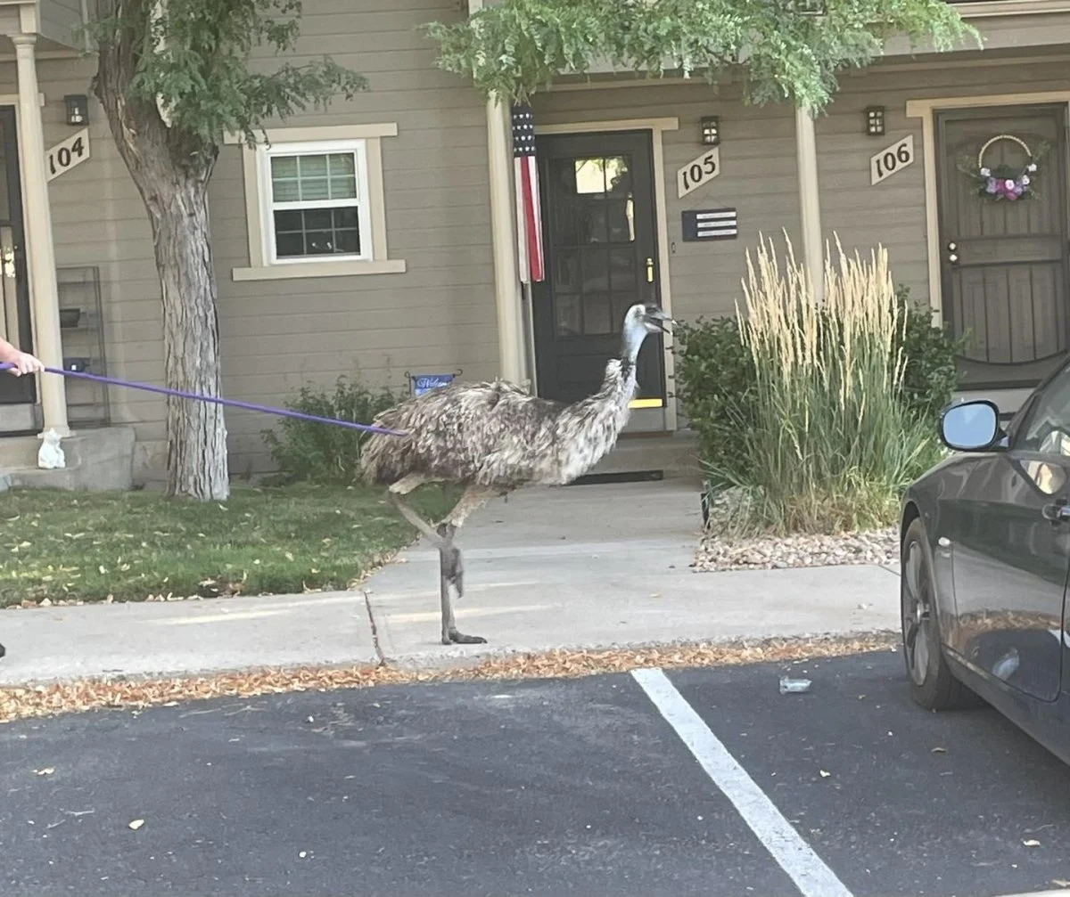 Colorado police wrangle emu on the loose in Lakewood