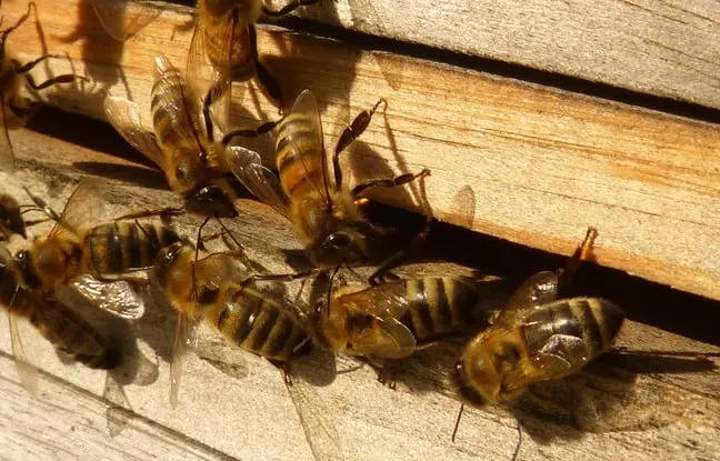 États-Unis : Mourante, elle guérit soudainement de la maladie de Lyme après avoir été attaquée par des abeilles