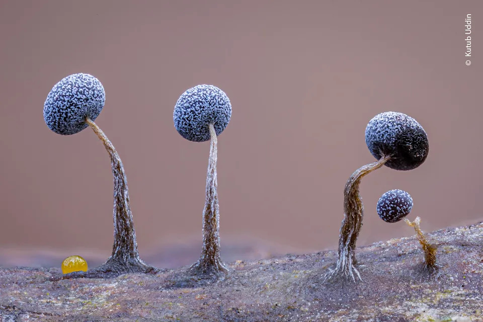 A close view of several tiny mushroom-like slime molds.