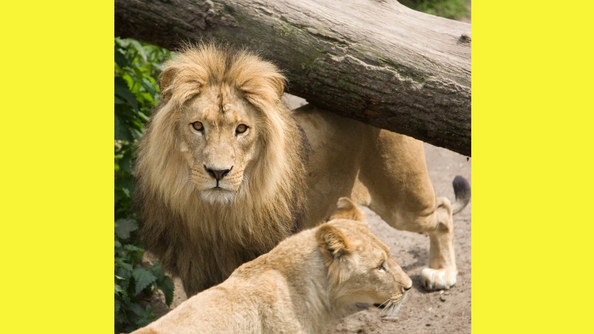 把女兒生病愛馬捐動物園餵猛獸　丹麥媽：不後悔　反正都要安樂死