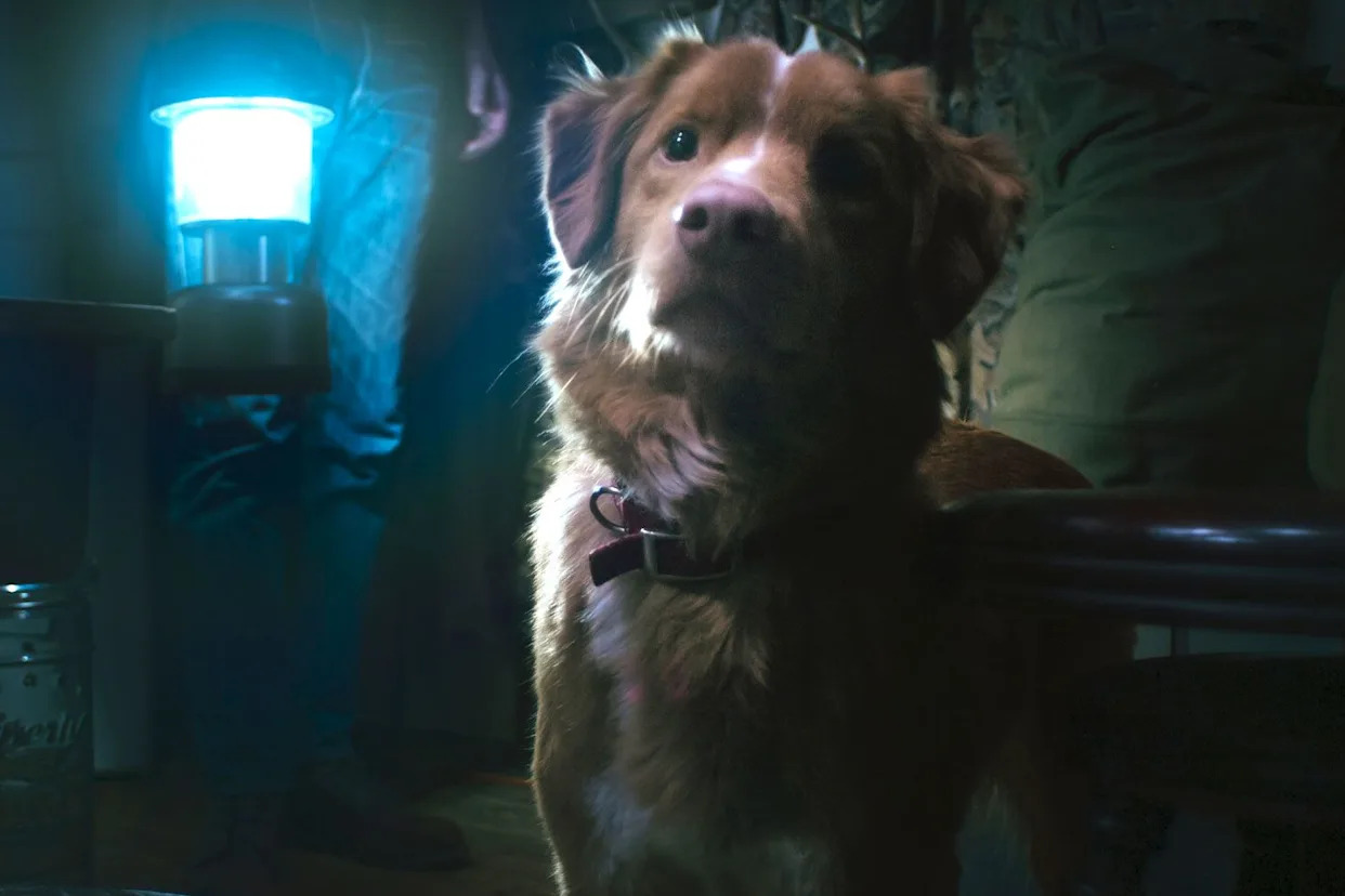 Dog horror tale “Good Boy” gets expanded opening after film teaser exceeds 1 million views — see the trailer