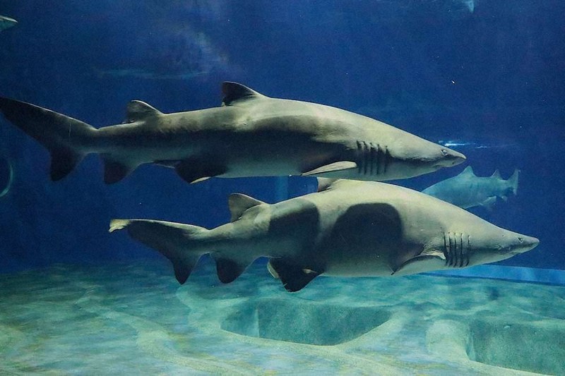 茨城県の「へー」　陸にサメで快挙の水族館、海にはカジキ釣りの名所