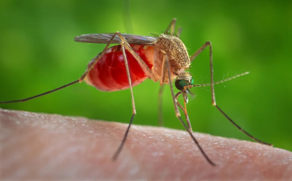 It's almost fall. When are Indiana's mosquitoes going to %#$! die already?