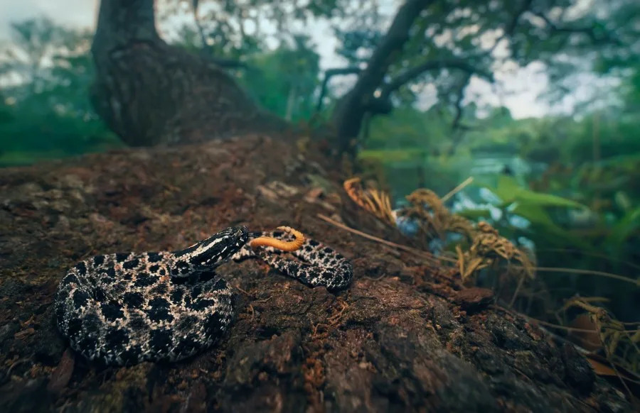 A pygmy rattlesnake (Sistrurus miliarius) on a tree beside a river in Florida. (kristianbell | Getty Images)