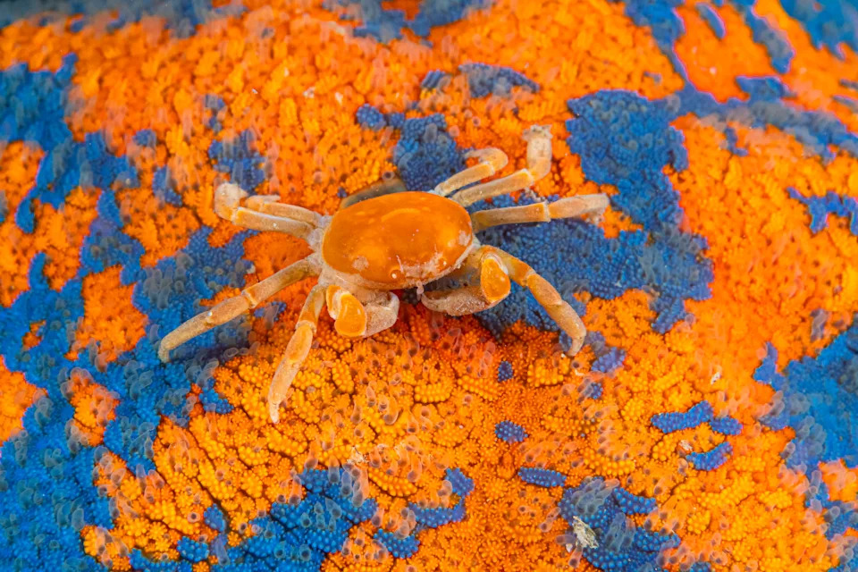 An orange crab stands on orange-and-blue coral.