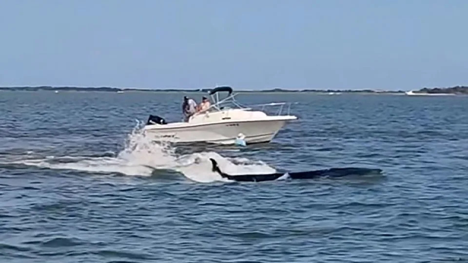 Whale dies after collision with small boat off New Jersey shore