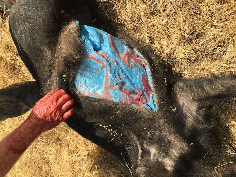 Blue tissue and flesh can be a sign of rodenticide ingestion, which can occur by eating bait – which often contains dye to identify them as poison – or other animals that have ingested the substance, according to the California Department of Fish and Wildlife (GlendilTEK/imgur)
