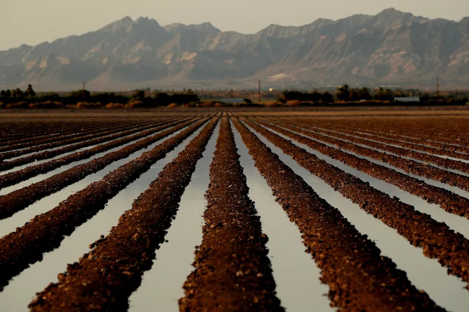 A farm field with rows of water, with mountains in the background.