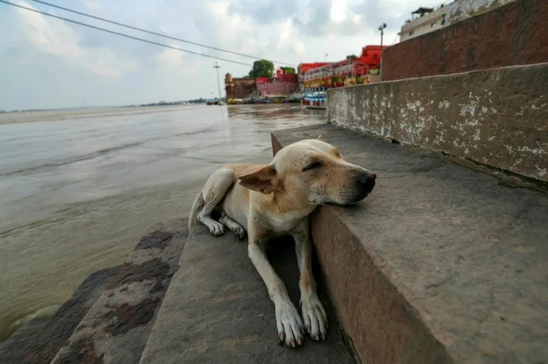 India walks back order to clear Delhi of stray dogs