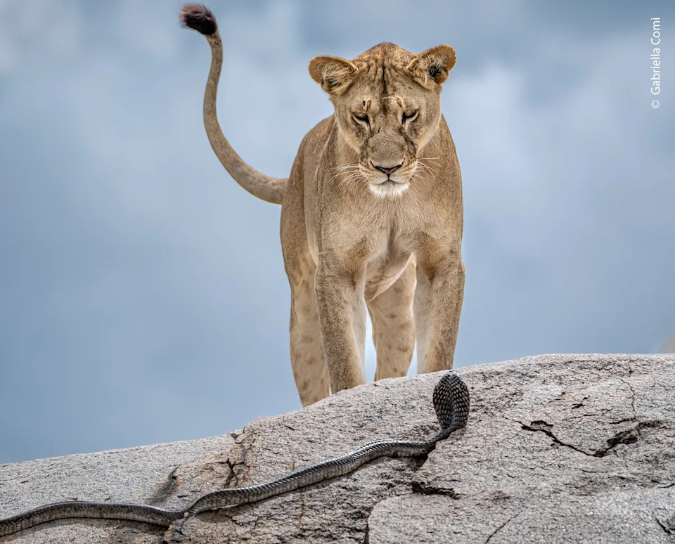 A lion stands on a rock, staring down at a nearby cobra.