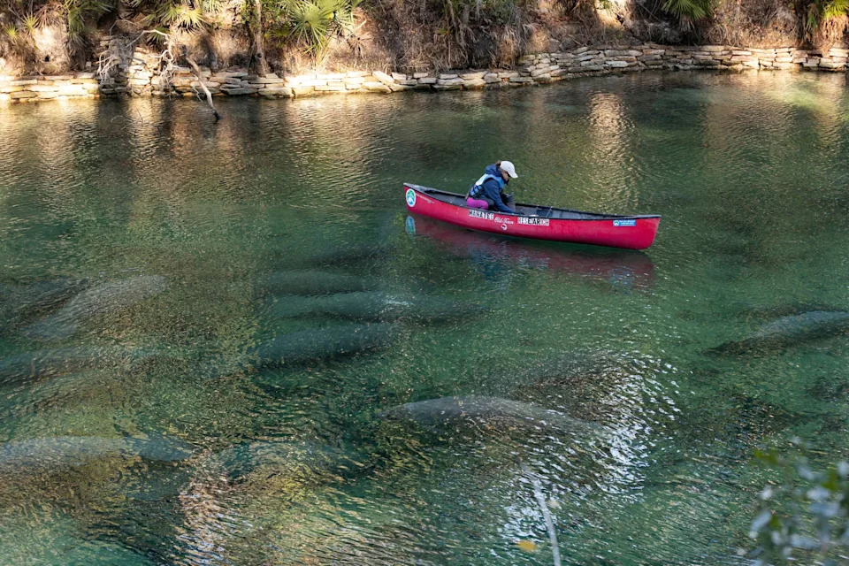 A woman counts West Indian Manatees from a canoe at Blue Springs State Park near Orange City, Florida.