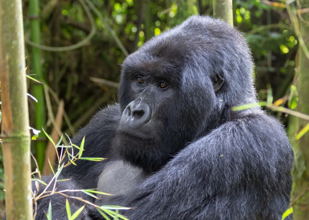 Viral video says there are wild troops of gorilla running around Florida, US. Is it true?