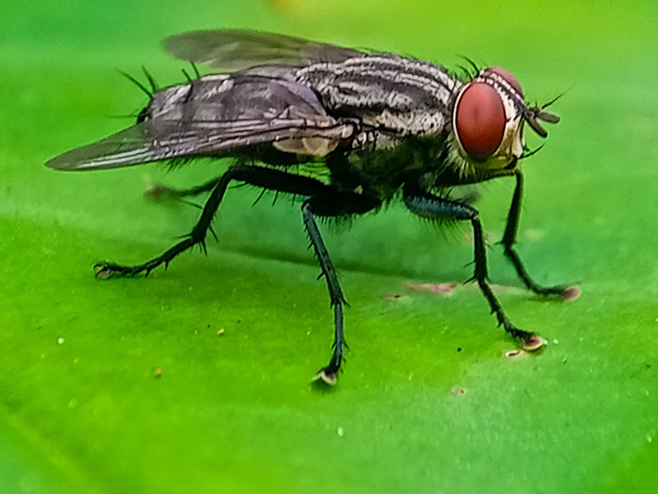 The New World screwworm is a species of parasitic fly that is well known for the way in which its larvae (maggots) eat the living tissue.