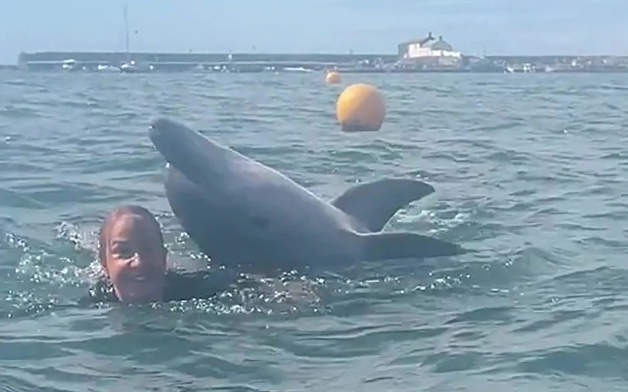 Steer clear of dolphin ‘targeting women in wetsuits’, swimmers warned