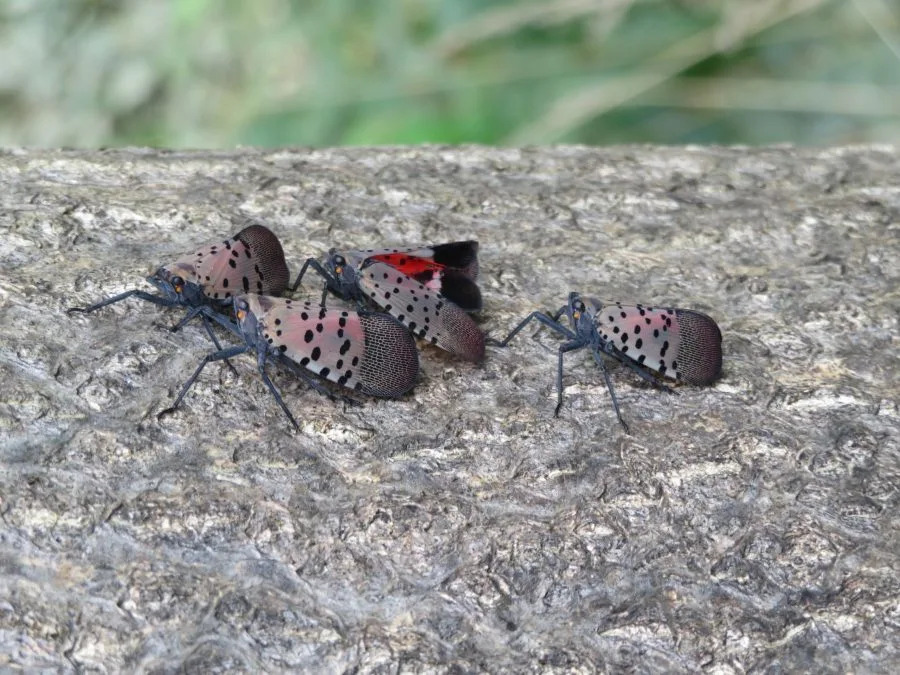 Adult spotted lanternfly (Courtesy: WVDA)