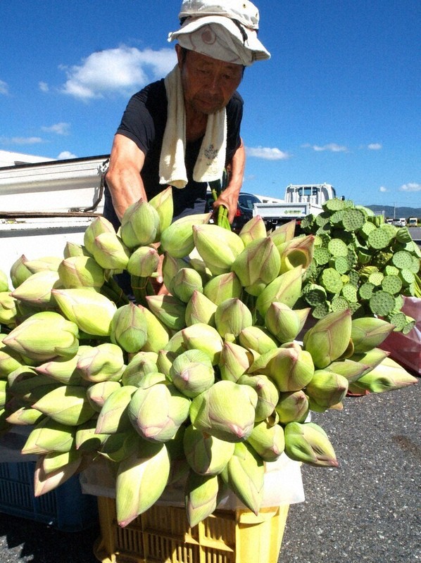お盆の仏前に供えて　ハスの花や蓮台の出荷始まる　山口・岩国