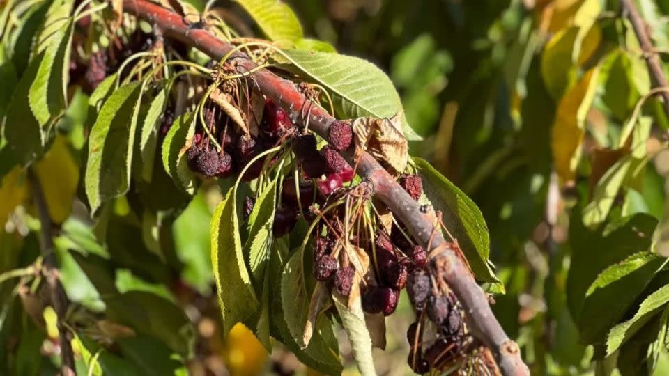 Cerezas sin cosechar en uno de los árboles de Chandler. El agricultor estima que perderá más de US$ 250.000 en ingresos. - Norma Galeana/CNN