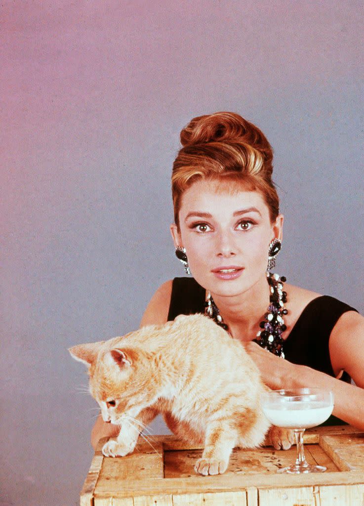 Orangey, un gatito famoso por ser