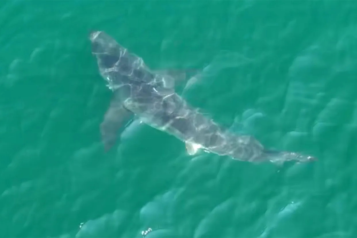 10-Foot Great White Shark Spotted Near Popular Maine Beaches as Police Issue Warning