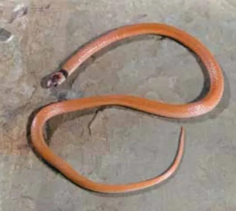 Southeastern crowned snake (John MacGregor | Kentucky Department of Fish and Wildlife)