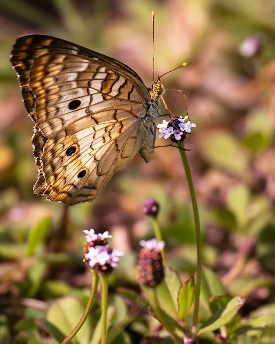 A white peacock butterfly enjoys nectar in tiny flowers at Lakes Park in Fort Myers. Shot with Nikon Z9 and Nikon 840mm lens (600mm lens + 1.4x teleconverter).