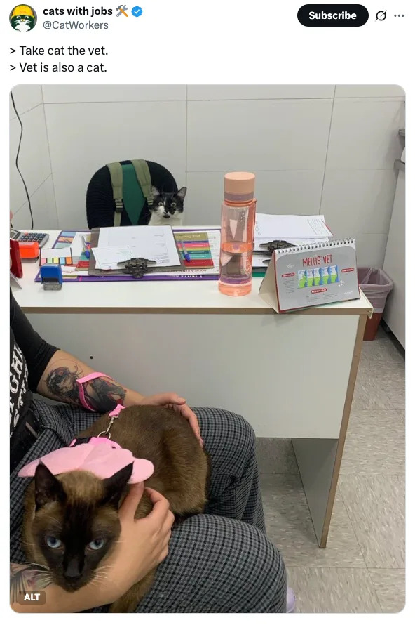Person with a cat on their lap at a vet's office; another cat is seated on the vet's desk
