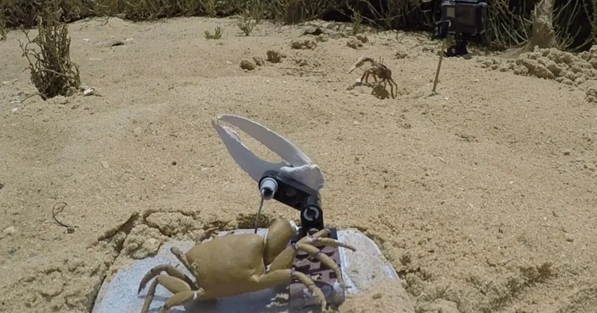 Robot Crab Meets Terrible Fate When Its True Nature Is Discovered by Real Crab