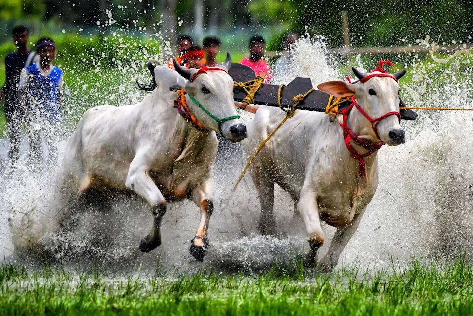 Two oxen that are yoked together run through shallow water, splashing during a race.