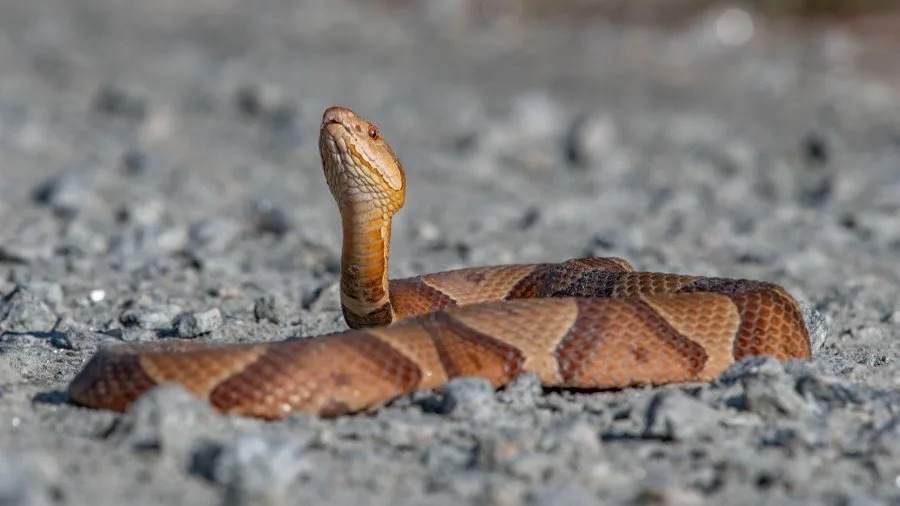 A close-up shot of a copperhead snake laying on dirt