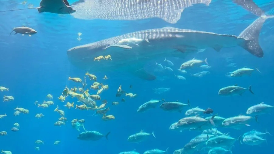 Georgia Aquarium whale shark euthanized after health deterioration, officials say