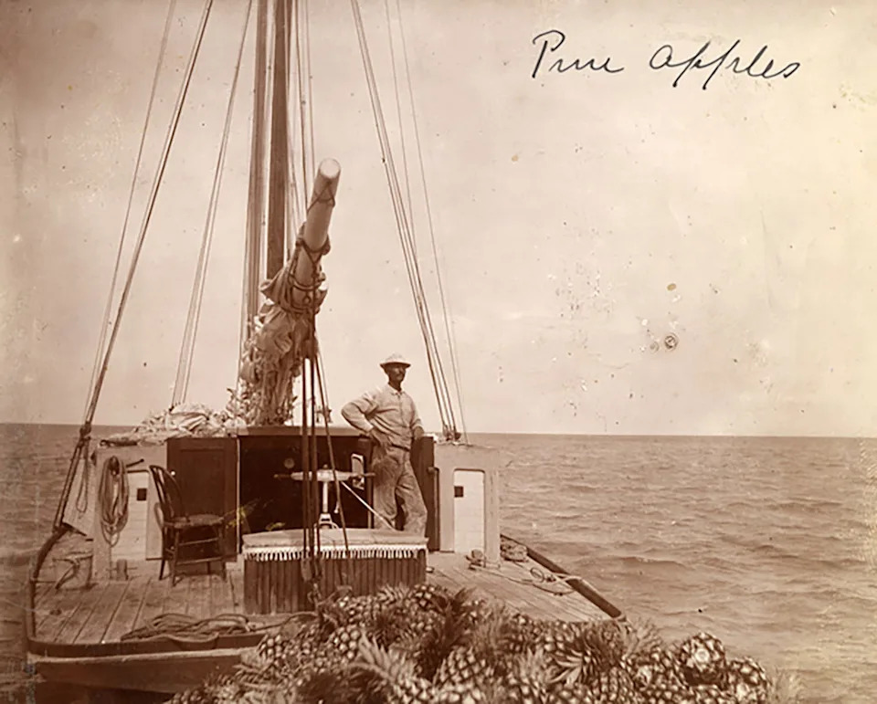 Pineapples being transported on a sailboat from Key West, circa 1890.