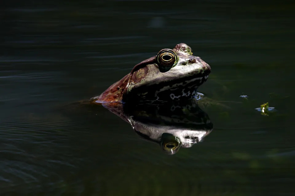 An American bullfrog sticks its head out of the water, showcasing its large mouth and striking eyes.