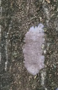 Spotted lanternfly egg mass. (Photo courtesy Doug Pfeiffer, Virginia Tech)