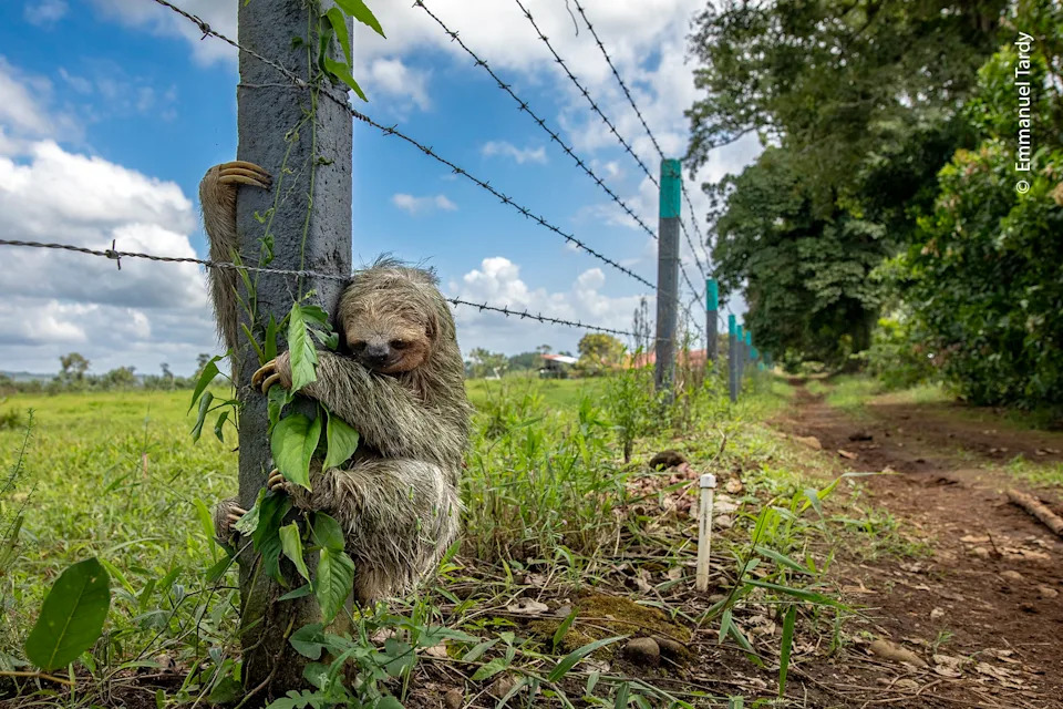 A sloth clings tightly to a barbed wire fence post beside a dirt road.