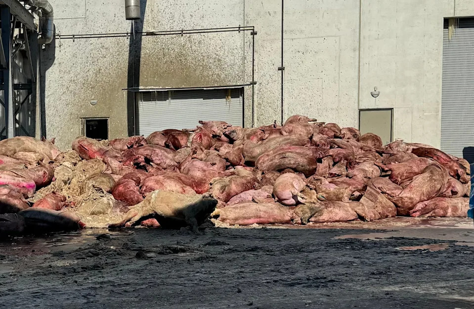 At an Iowa pork plant, piles of dead pigs and wafting sulphur dioxide