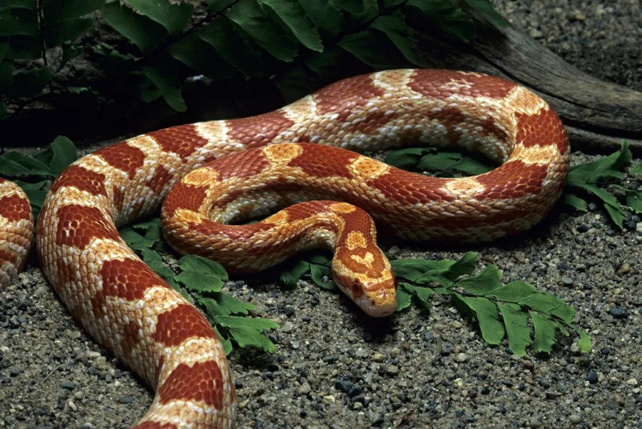 Amelanistic Corn Snake, Elaphe g. guttata, swallowing deer mouse, southeastern USA. (James Gerholdt | Getty Images)