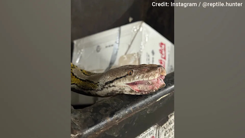 A local reptile hunter sprang into action to remove a 16-foot python from an apartment building dumpster in Los Angeles, noting the reptile had likely been abandoned there by a previous owner.