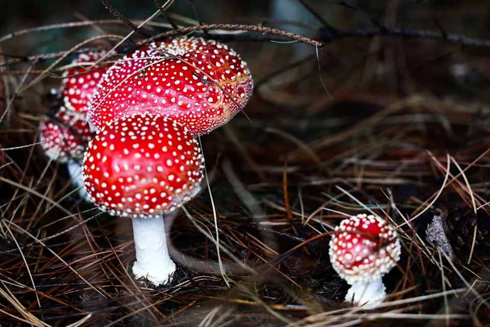A few bright red mushroom caps with white stalks grow from the ground.